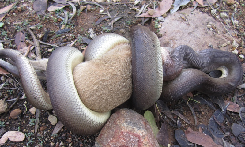 Illustration for article titled Incredible Images Show A Python Devouring An Entire Wallaby